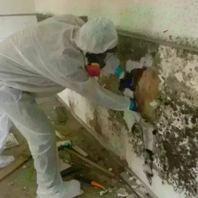 Mold Remediation and Removal in Ingenio, PR